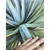 Yucca Rostrata X Variegata