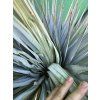 Yucca Rostrata X Variegata