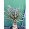 Yucca Rostrata X Variegata