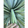 Yucca Rostrata X Variegata
