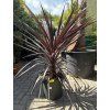 Cordyline australis, red star 120 cm