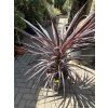 Cordyline australis, red star 120 cm