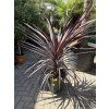 Cordyline australis, red star 120 cm