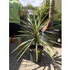 Cordyline australis 120 cm