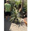 Cordyline australis 120 cm