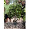 FICUS BENJAMINA propletený plochý kmínek 140 cm