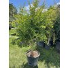 Punica granatum, granátové jablko 190 cm