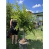 Punica granatum, granátové jablko 190 cm