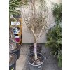 Punica granatum, granátové jablko 190 cm