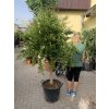 Punica granatum, granátové jablko 190 cm