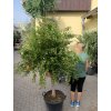 Punica granatum, granátové jablko 190 cm