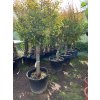 Punica granatum, granátové jablko 190 cm