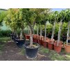 Punica granatum, granátové jablko 190 cm