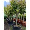 Punica granatum, granátové jablko 190 cm