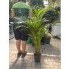 Areca lutescens, chrysalidocarpus, dypsis. 160 cm