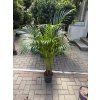 Areca lutescens, chrysalidocarpus, dypsis. 160 cm