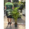 Areca lutescens, chrysalidocarpus, dypsis. 160 cm