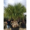 Sabal palmetto, Palmetto palma, původ palmy Španělsko. 300 cm