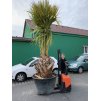 Sabal palmetto, Palmetto palma, původ palmy Španělsko. 300 cm