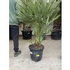 Chamaerops humilis, Žumara, 120 cm