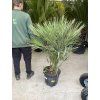 Chamaerops humilis, Žumara, 120 cm