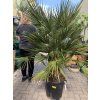 Chamaerops humilis, Žumara, 120 cm