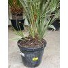 Chamaerops humilis, Žumara, 120 cm