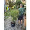 Chamaerops humilis, Žumara, 120 cm