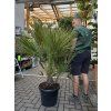 Chamaerops humilis, Žumara, 120 cm