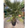 Chamaerops humilis, Žumara, 120 cm