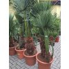 Chamaerops humilis, Trpasličí palma, Žumara, původ palmy Španělsko. 180-200 cm