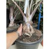 Bismarckia nobilis, Bismarckova palma, původ palmy Španělsko. 140 cm