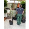 Bismarckia nobilis, Bismarckova palma, původ palmy Španělsko. 140 cm