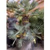 Chamaerops humilis Cerifera, Modrá trpasličí palma 220 cm