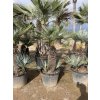 Chamaerops humilis Cerifera, Modrá trpasličí palma, 160 cm