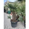Chamaerops humilis Cerifera, Modrá trpasličí palma, 160 cm