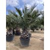 Jubaea chilensis, Chilská palma 300 cm