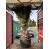 Jubaea chilensis, Chilská palma 300 cm