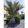 Jubaea chilensis, Chilská palma 300 cm