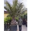 Jubaea chilensis, Chilská palma 300 cm