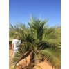 Jubaea chilensis, Chilská palma 300 cm