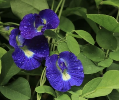 Modrý čaj: původ, příprava, benefity