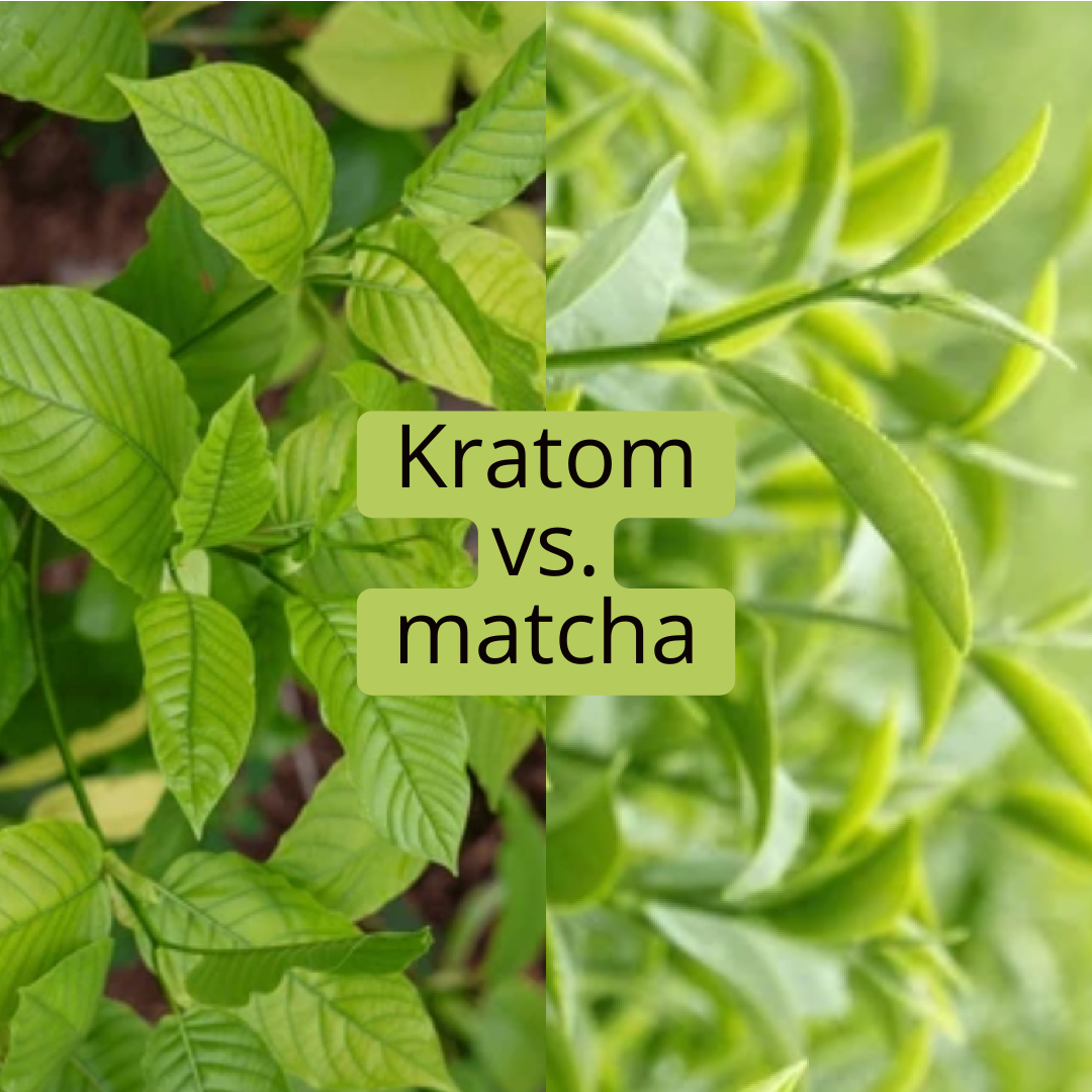 Jaký je rozdíl mezi matchou a kratomem?