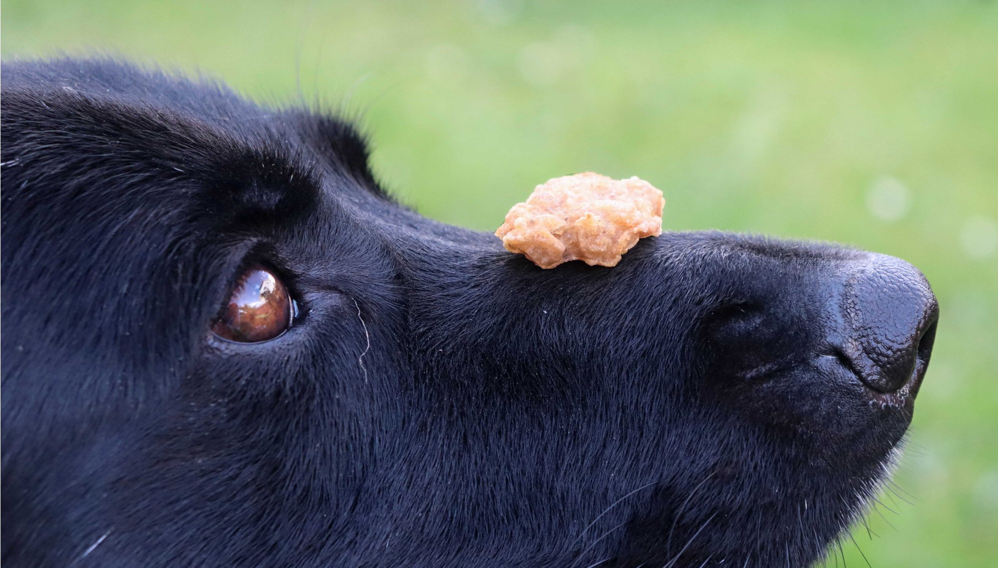 Psí potravinová alergie - HYPOALERGENIC DIET