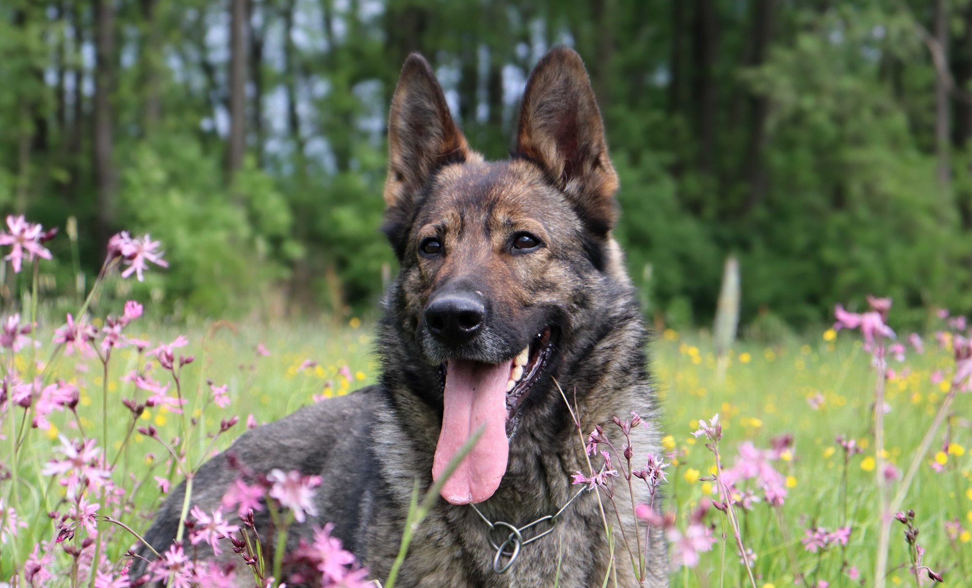 Zira Z Gemera