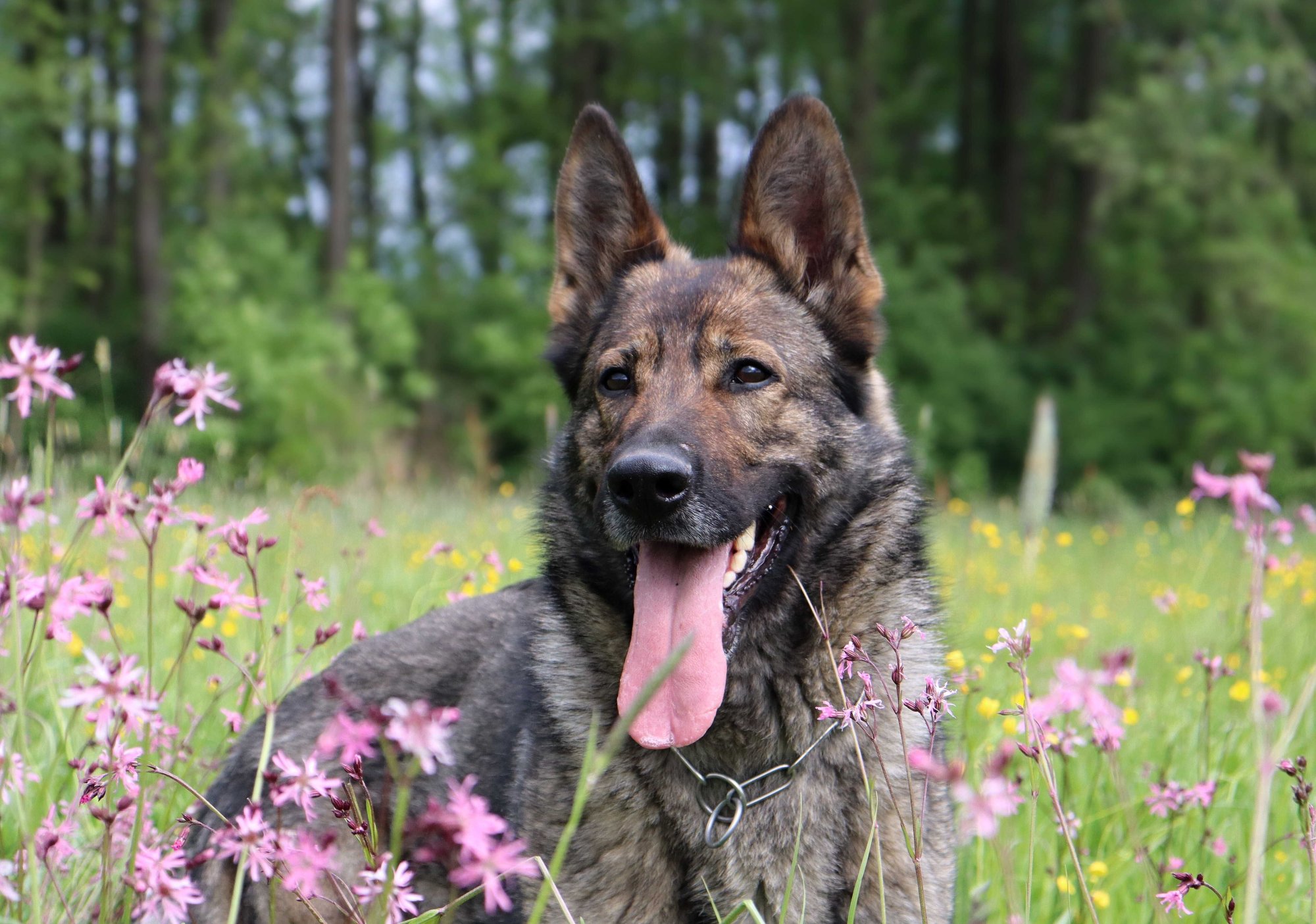 ZIRA Z GEMERA