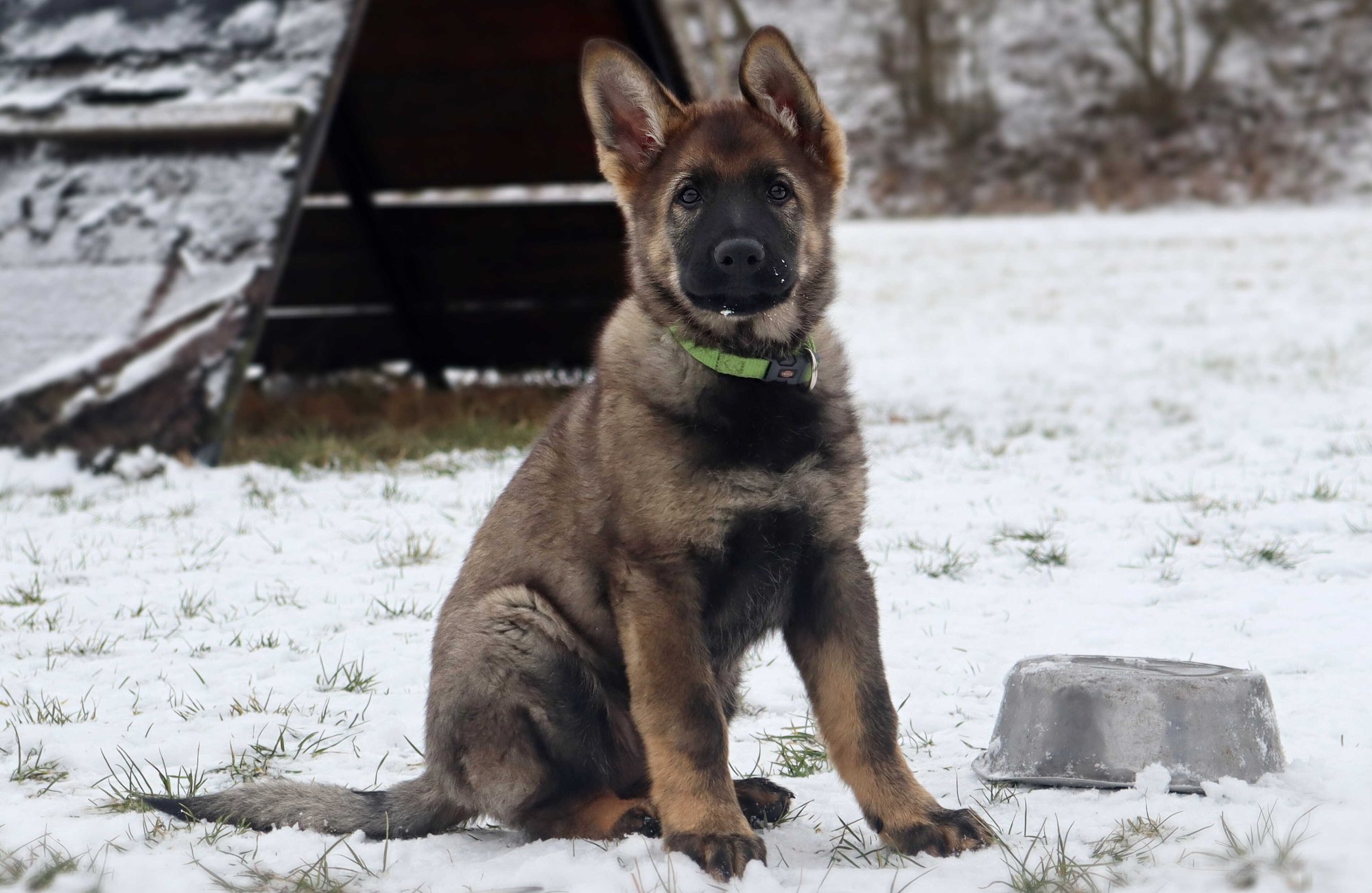 Argo Všudybýlek v novém domově