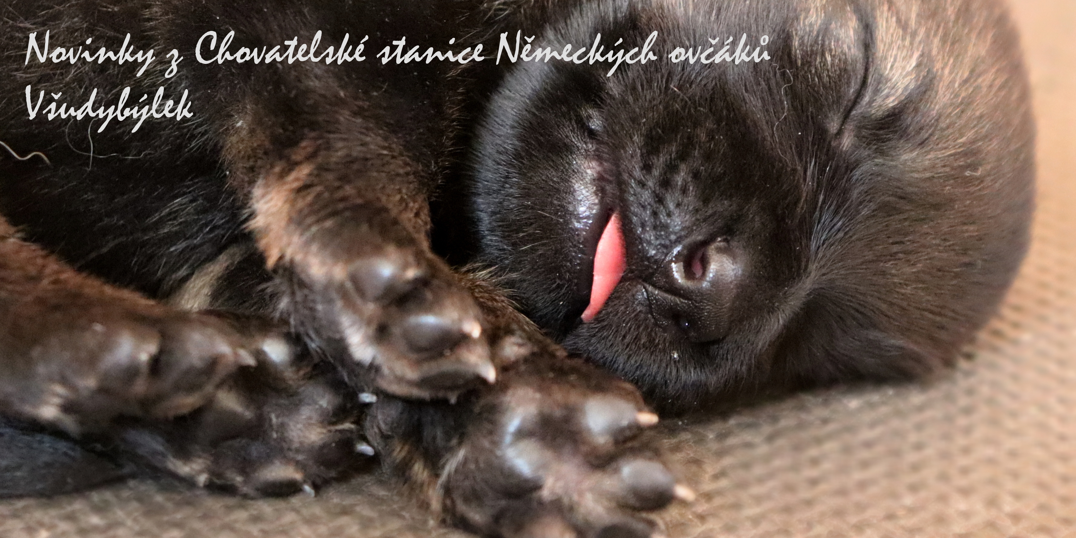 chovatelská stanice německých ovčáků