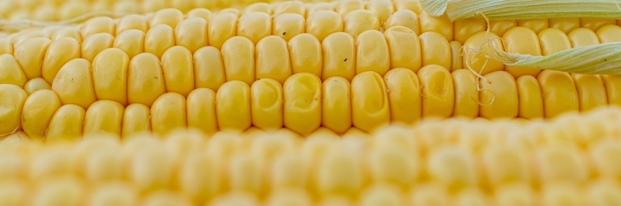 corn-5199393_1280