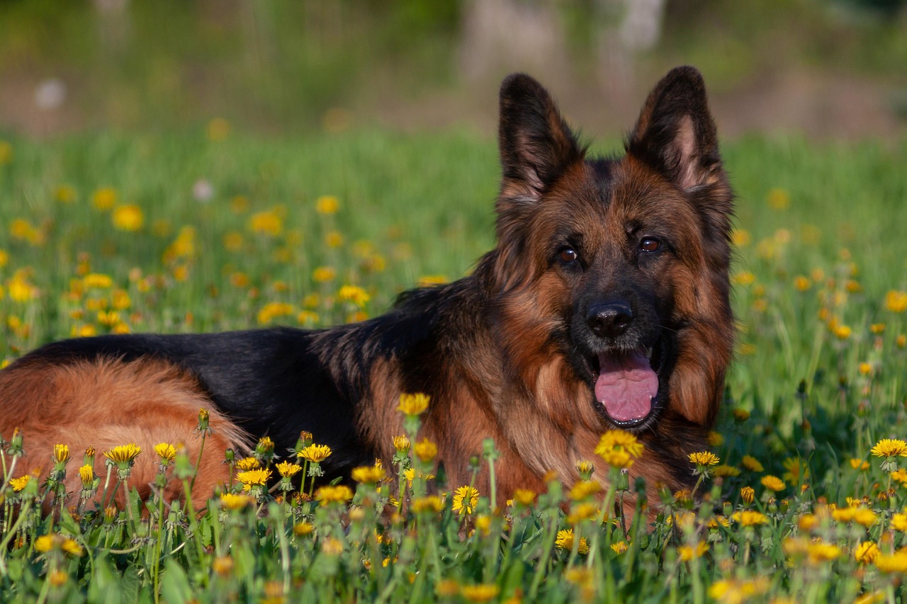 dog-4200754_1280
